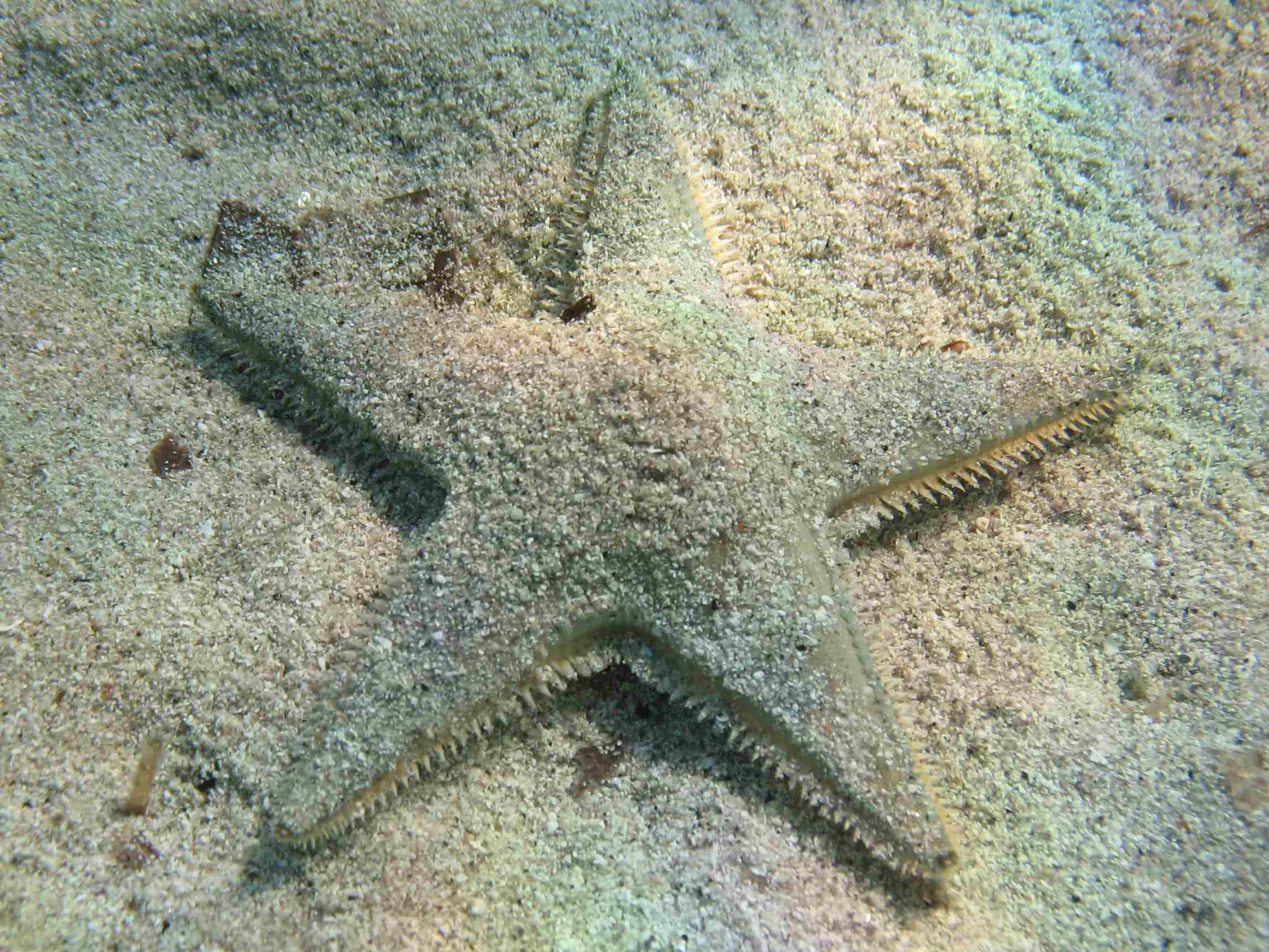 Astropecten